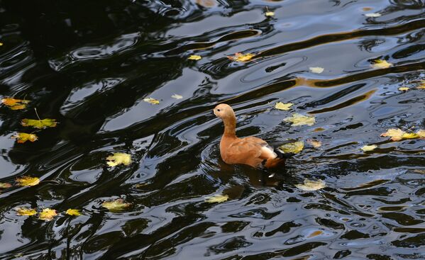 Un pato en un lago del parque Krasnaya Presnya en Moscú. - Sputnik Mundo