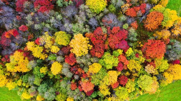 El otoño boreal muestra todo su colorido en la región rusa de Carelia. - Sputnik Mundo