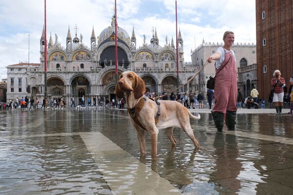 Una mujer y su perro caminan en inmediaciones de la inundada plaza de San Marcos de Venecia, en Italia. - Sputnik Mundo