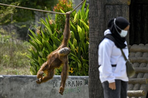 Un orangután de Sumatra en un zoológico en Jantho (Indonesia). - Sputnik Mundo