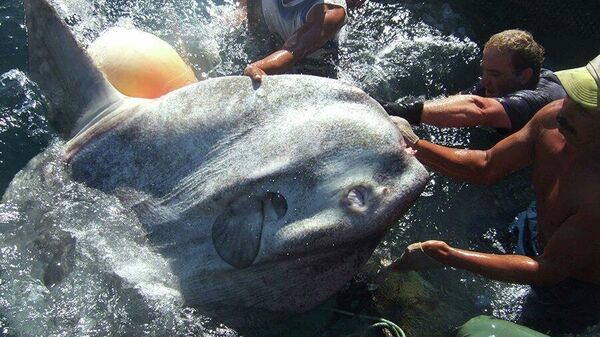 Un pez luna capturado en Ceuta - Sputnik Mundo