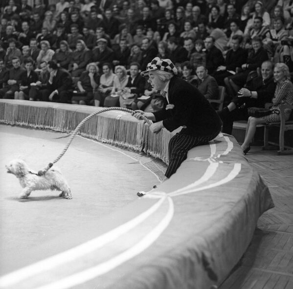 Prácticamente hasta el final del siglo XX el circo fue considerado como uno de los más profesionales y espectaculares del mundo. Muchos de sus artistas interpretaban unos programas no vistos en otras partes del mundo. Las giras del circo reunían a miles de espectadores de Canadá, EEUU, Europa, Japón e incluso África.En la foto: el payaso Oleg Popóv en la arena del Circo en el Bulevar Tsvetnói de Moscú en 1967. - Sputnik Mundo
