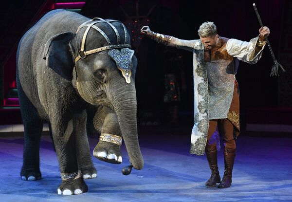 En 1996, un año antes de que falleciera Yuri Nikulin, el circo fue renombrado en su honor y pasó a llamarse Circo Nikulin. Hoy en día es dirigido por su hijo, Maxim, sigue siendo amado por los espectadores y es comercialmente exitoso.En la foto, un adiestrador con un elefante en la arena del circo en 2016. - Sputnik Mundo