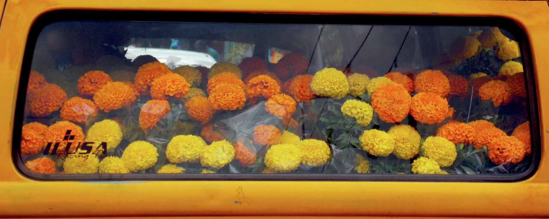 Camioneta llena con flores de cempasúchil - Sputnik Mundo, 1920, 26.10.2021