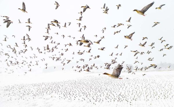 La obra del fotógrafo noruego Terje Kolaas Bird Migration (Migración de las aves) se llevó el oro en la categoría Aves. - Sputnik Mundo