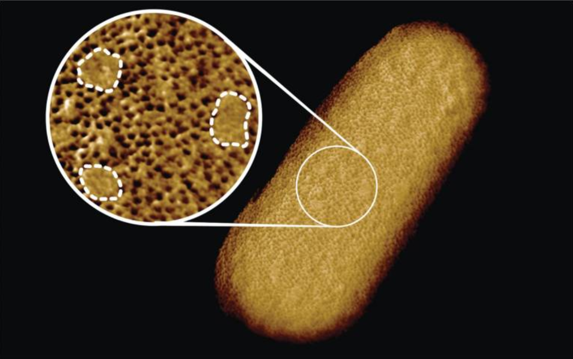 Una imagen detallada de la bacteria E.coli - Sputnik Mundo, 1920, 29.10.2021