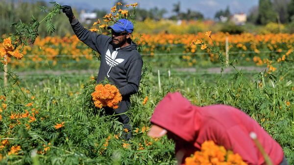 Campesinos recolectando flores de cempasúchil en San Pedro Cholula, México - Sputnik Mundo