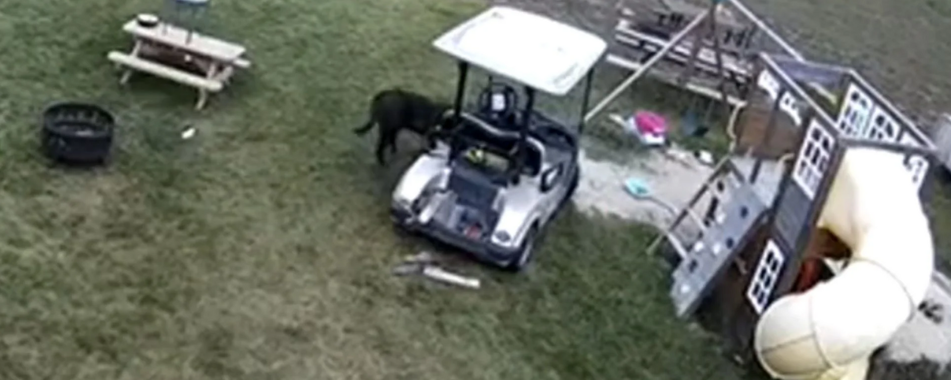 Este perrito se roba un carrito de golf, choca el auto de su humana y se va como si nada - Sputnik Mundo, 1920, 09.11.2021