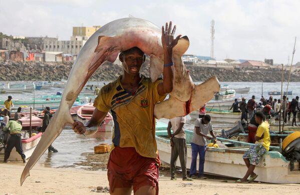 Un pescador con un tiburón en la cabeza en la playa de Orobo (Somalia), el 5 de noviembre de 2021. - Sputnik Mundo