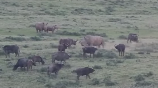Búfalo se enfrenta a un rinoceronte blanco en Sudáfrica - Sputnik Mundo