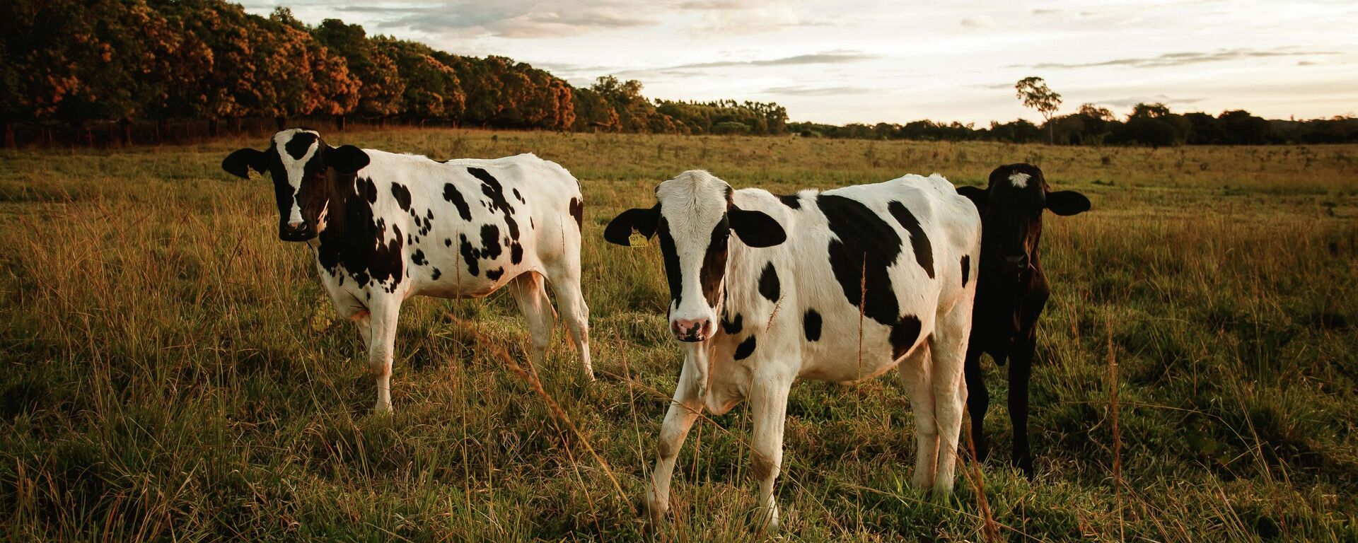 Imagen referencial de vacas - Sputnik Mundo, 1920, 17.11.2021