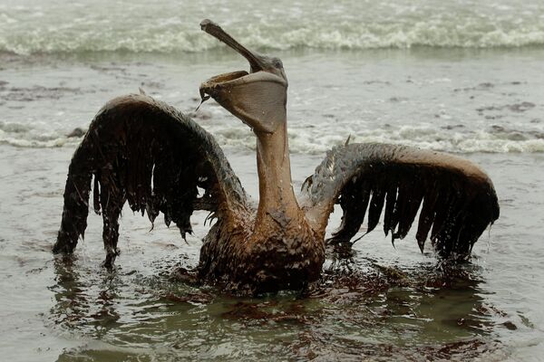 Un ave cubierto de petróleo tras el vertido en el Golfo de México (archivo) - Sputnik Mundo