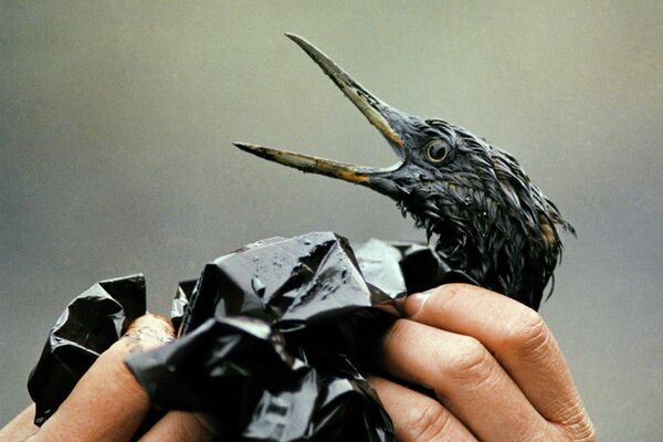 Un ave cubierto de petróleo tras el vertido en Alaska (archivo) - Sputnik Mundo