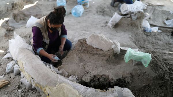 Сотрудник Национального института антропологии и истории Мексики (INAH) работает на месте, где были обнаружены скелеты мамонтов - Sputnik Mundo