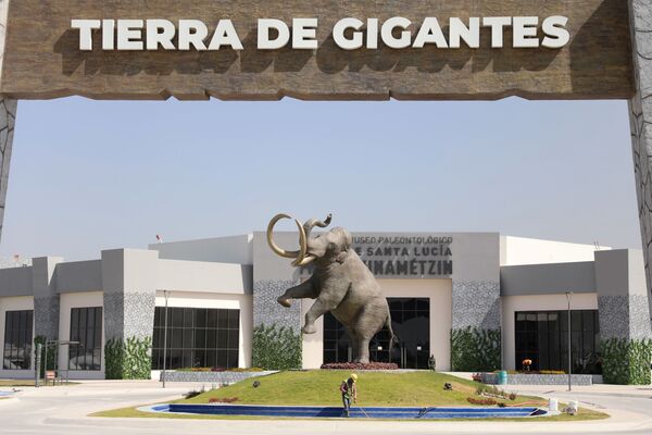 En total, los investigadores han encontrado los restos de más de 60 mamuts de Colón en los alrededores de Ciudad de México. Fueron descubiertos durante las excavaciones que se realizan desde octubre de 2019 en una antigua base militar al norte de la Ciudad de México, y fueron llevados al museo Quinametzin. - Sputnik Mundo