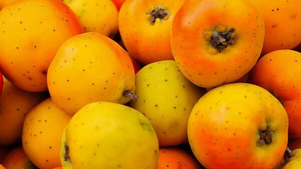 El tejocote es una fruta de temporada que se consume principalmente en temporada navideña  - Sputnik Mundo