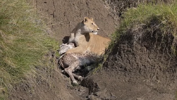 Una cría de jirafa sobrevive al ataque de una leona para luego morir ahogada - Sputnik Mundo