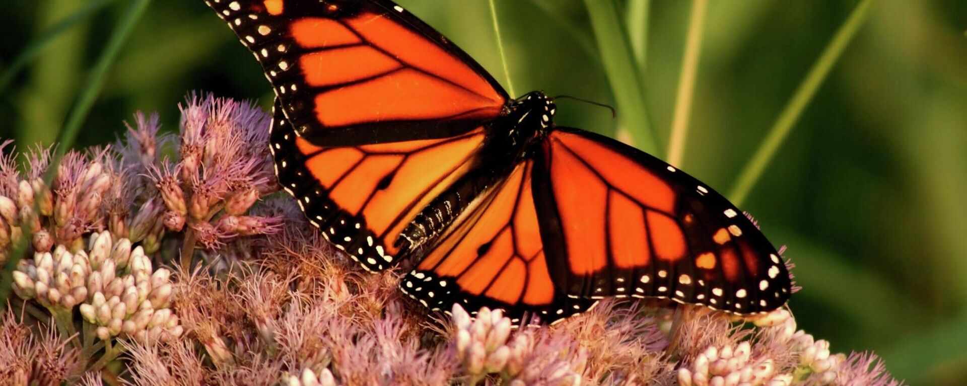 Una mariposa monarca - Sputnik Mundo, 1920, 25.11.2021