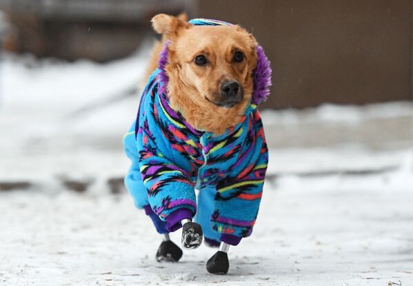 Un perro llamado Monika, con prótesis en todas sus patas, camina cerca de una clínica veterinaria en Novosibirsk (Rusia). - Sputnik Mundo