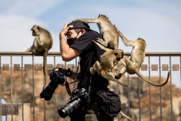 Unos macacos atacan a un fotógrafo en el templo Phra Prang Sam Yod durante el festival anual del mono en Tailandia. - Sputnik Mundo