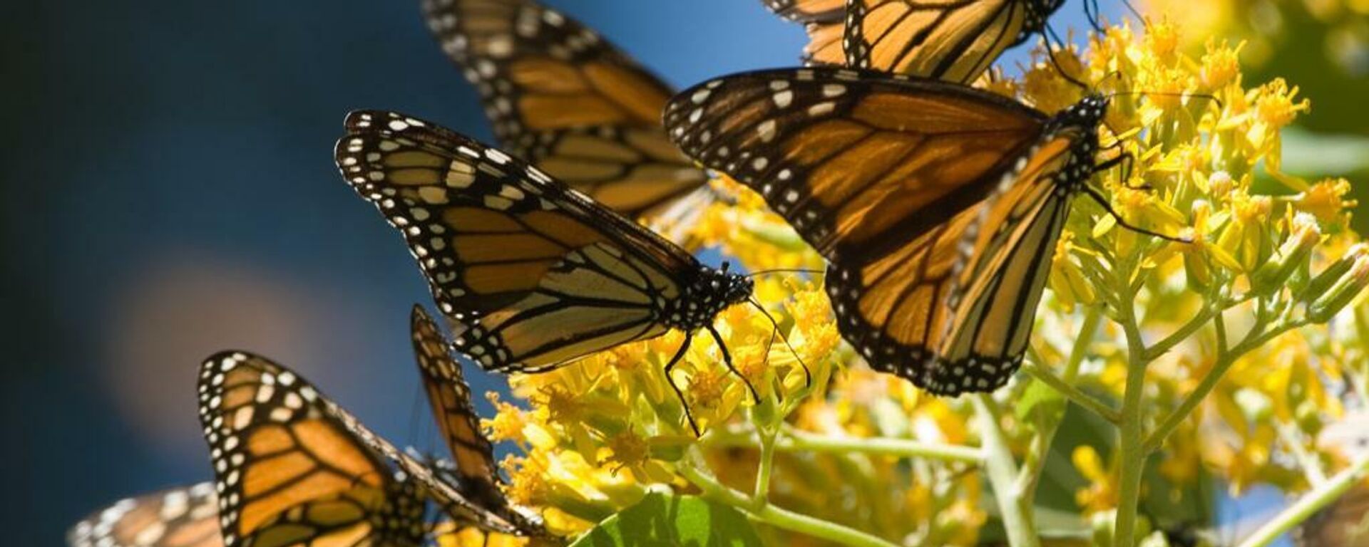 Mariposas monarca en los bosques del centro de México.  - Sputnik Mundo, 1920, 14.12.2021