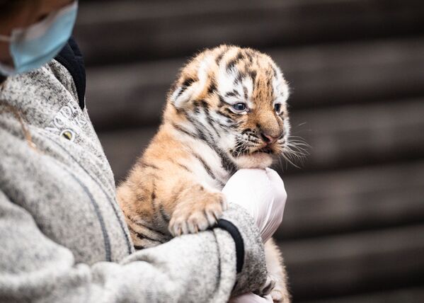 A principios de noviembre nació Almaz, un cachorro de tigre siberiano, en el zoológico sueco Nordens Ark. Su padre, Yegor, llegóa este zoo desde el parque sueco Orsa. Su madre Sparta fue rescatada por los habitantes de un pueblo de la región rusa de Primorskiy el año 2007. - Sputnik Mundo