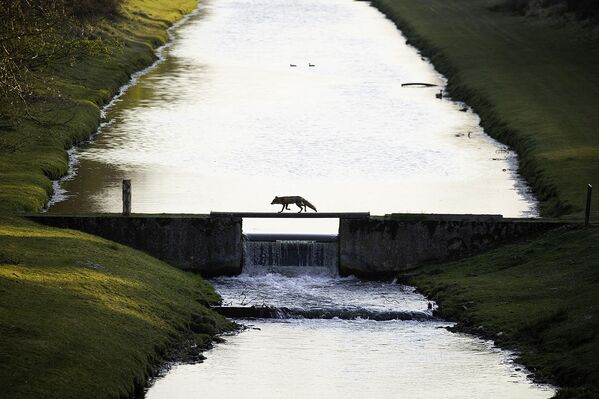 Mientras que la imagen Fox crossing the bridge tomada por el fotógrafo holandés Andius Teijgeler fue la ganadora en la categoría naturaleza de De Lage landen. - Sputnik Mundo