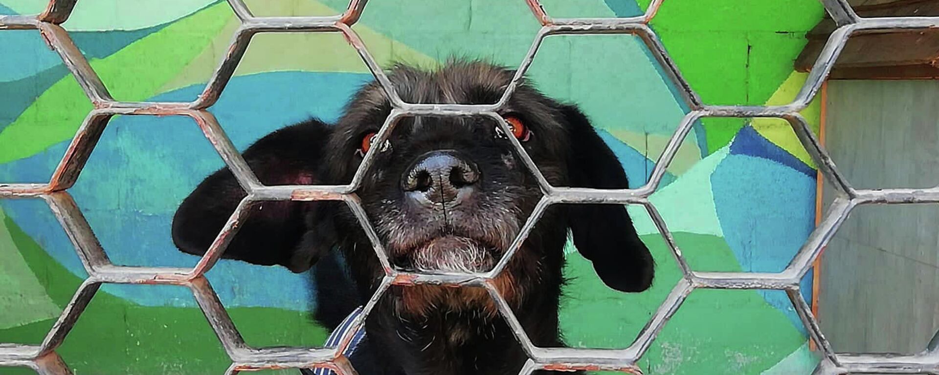Perro en adopción en el Centro de Transferencia Canina del Metro de la Ciudad de México - Sputnik Mundo, 1920, 29.12.2021