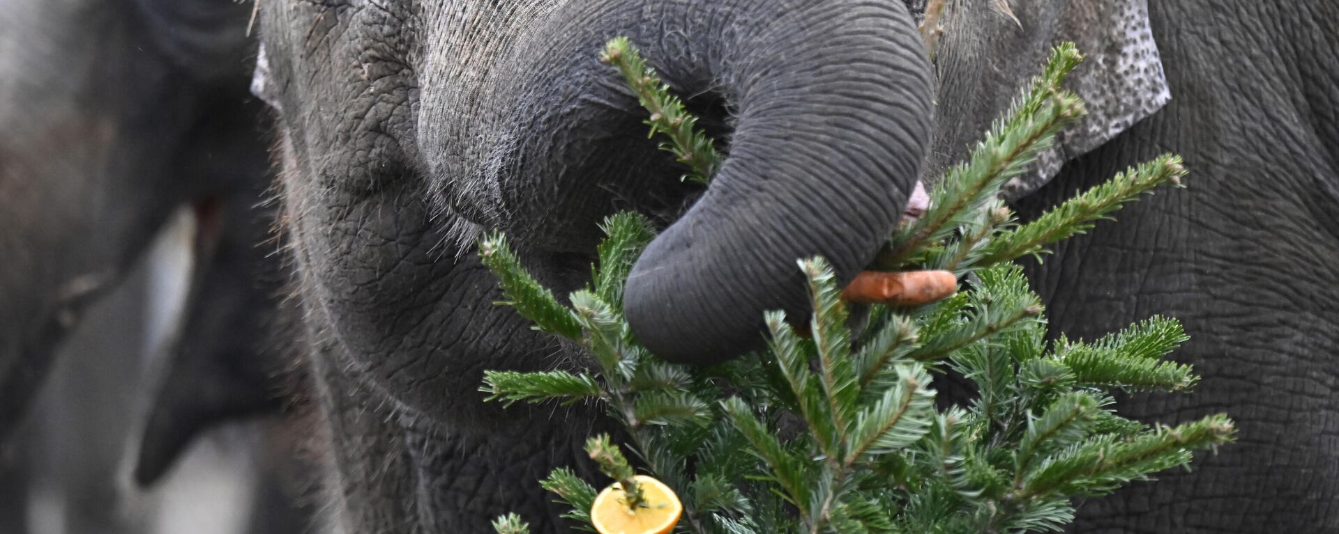 Un elefante en el zoológico de Berlín come un árbol de Navidad - Sputnik Mundo, 1920, 29.12.2021