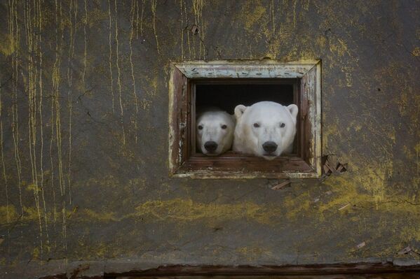 La estación meteorológica donde reinan estos osos polares empezó a funcionar desde 1934 pero lleva unos 30 años abandonada. - Sputnik Mundo