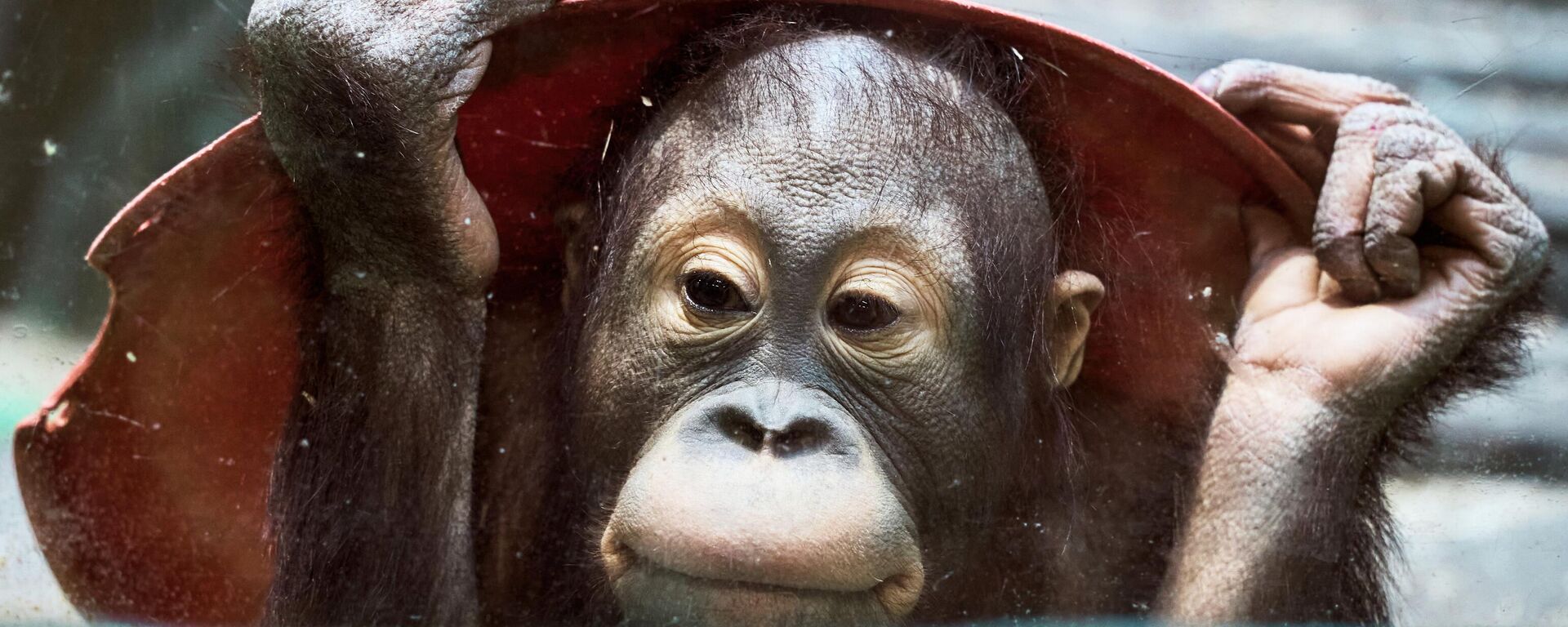 Cría de orangután en el zoológico de Moscú  - Sputnik Mundo, 1920, 31.12.2021