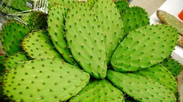 Nopal, planta mexicana clave en la cultura y la gastronomía nacional. - Sputnik Mundo