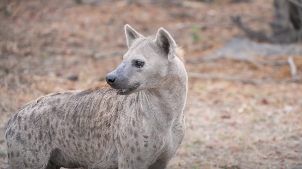 La hiena, que sale victoriosa de un combate con una pitón por un antílope - Sputnik Mundo