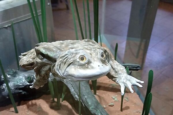 Espécimen disecado de rana gigante del Titicaca en el Museo Alcide d’Orbigny - Sputnik Mundo