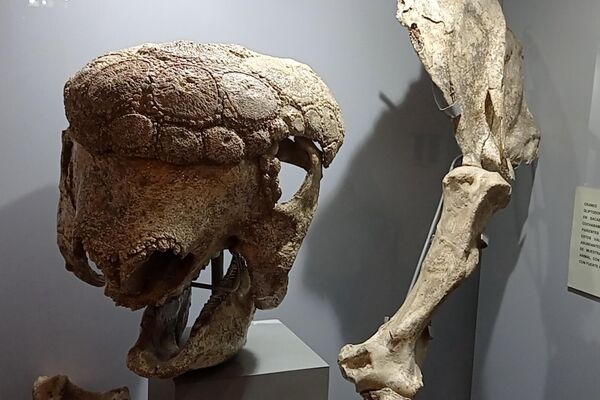 Fósiles del Museo Alcide d’Orbigny - Sputnik Mundo