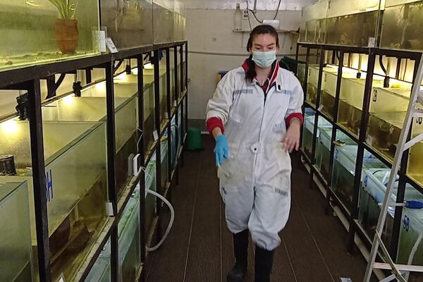 Personal del Museo Alcide d’Orbigny para el proyecto para la conservación de la rana gigante del lago Titicaca - Sputnik Mundo