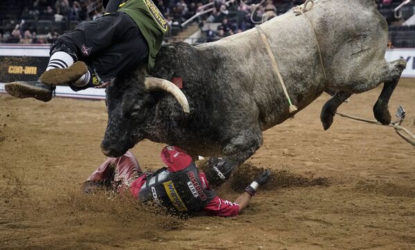 En el torneo The Beast Monster Energy Buck Off en Nueva York, EEUU, un toro deja caer a un jinete y lidia una feroz lucha contra quienes lo rodean. - Sputnik Mundo