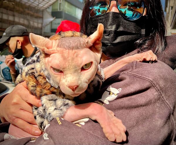Un gato sale a una calle de Hong Kong con ropa de invierno. - Sputnik Mundo