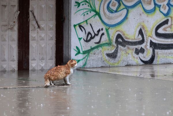 Las autoridades israelíes rechazan estas acusaciones. Defienden que la razón principal de las inundaciones periódicas de la Franja de Gaza se debe a un sistema de presas deteriorado y desagües de agua de lluvia obstruidos con escombros.En la foto: un gato en una calle inundada en Beit Lahia, al norte de la Franja de Gaza. - Sputnik Mundo