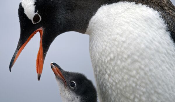 A principios del siglo XXI, tres especies de pingüinos —Eudyptes sclateri, Spheniscus mendiculus y Megadyptes antipodes — fueron consideradas en peligro crítico de extinción, siete especies más están en peligro de extinción.En la imagen: un pingüino papúa alimenta a una cría en la estación Bernardo O&#x27;Higgins en la Antártida. - Sputnik Mundo