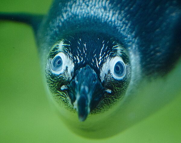 Los pingüinos son una familia de aves marinas que no son capaces de volar. Pueden, por otro lado, nadar y bucear muy bien. Están mejor adaptados al agua, en donde pasan más de la mitad de sus vidas.En la foto: un pingüino en la piscina del Opel Zoo en Kronberg (Alemania). - Sputnik Mundo