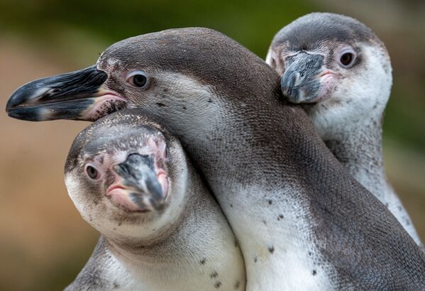 Las colonias más grandes de pingüinos se encuentran en la Antártida y en las islas adyacentes.En la foto: unos pingüinos en el zoológico de Berlín (Alemania). - Sputnik Mundo
