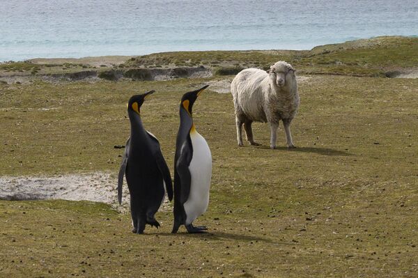 En las latitudes tropicales, los pingüinos aparecen solo con corrientes frías.En la foto: pingüinos en las Islas Malvinas. - Sputnik Mundo