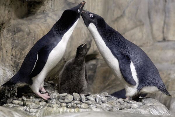 Los pingüinos suelen vivir en grandes colonias, las cuales suman decenas de miles de parejas o más. Ambos padres se turnan para incubar los huevos y alimentar a los polluelos.En la foto: unos pingüinos con polluelos en el zoológico de Guadalajara (México). - Sputnik Mundo