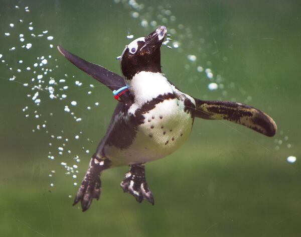 Una gruesa capa de plumas repelentes al agua ayuda a los pingüinos a mantenerse calientes en tierra y en el agua.En la foto: un pingüino en la piscina del Opel Zoo en Kronberg (Alemania). - Sputnik Mundo