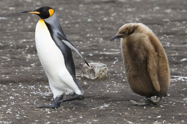 El número de pingüinos en el mundo estádisminuyendo cada año que pasa.En la foto: un pingüino rey con un polluelo en las islas Malvinas. - Sputnik Mundo