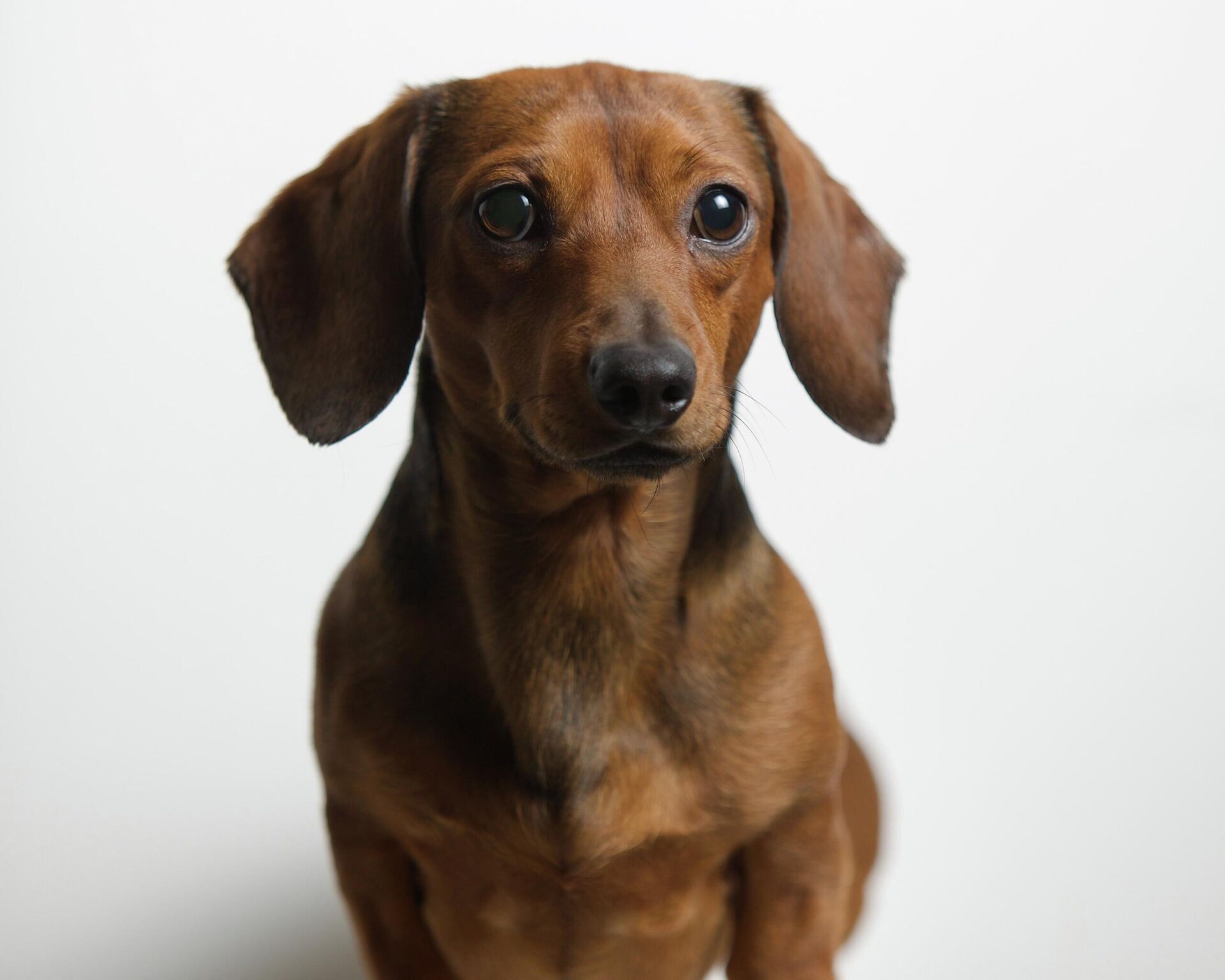 Un perro de la raza dachshund - Sputnik Mundo, 1920, 20.01.2022