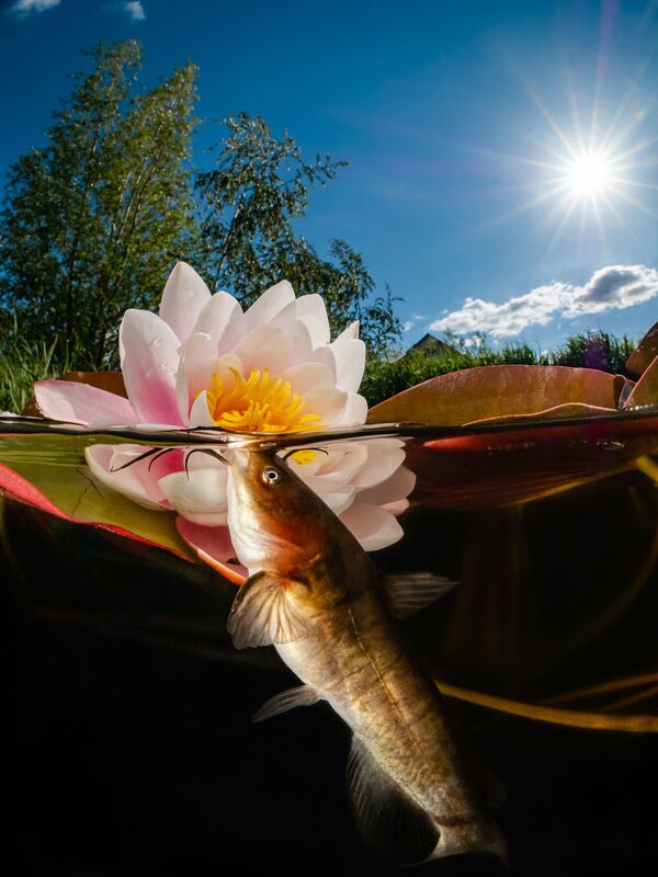 La fotografía Catfish and Flowers del fotógrafo Enrico Somogyi, tercer lugar en la categoría Gran Angular Compacto en el concurso Ocean Art 2021. - Sputnik Mundo