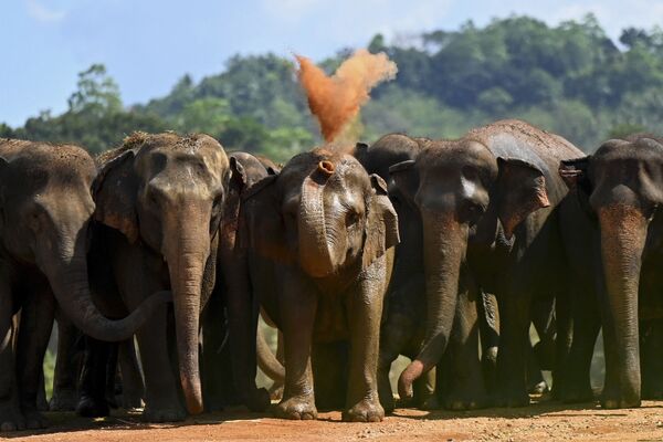 Un refugio para elefantes en la aldea de Pinnawala, Sri Lanka. - Sputnik Mundo