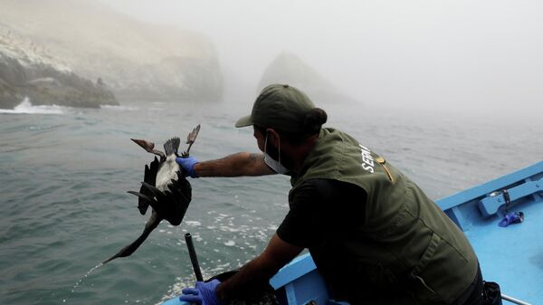Una biologa saca del agua un animal afectado por el derrame de petróleo en la costa de Perú - Sputnik Mundo